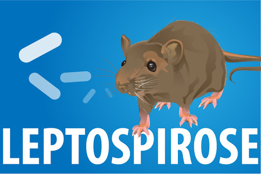 FLUXOGRAMA PARA ATENDIMENTO DE CASO SUSPEITO DE LEPTOSPIROSE