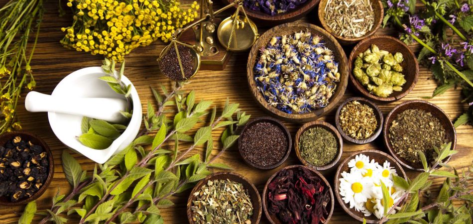 Curso sobre fitoterapia tem inscrições abertas até 2 de outubro
