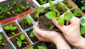 Aberto edital de seleção de projetos de estruturação de Farmácias Vivas